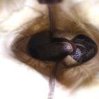 Tony Lama Cowboy Western Boots, Size 28cm, Leather, 6552, Carved Stitch Embroidery, Two-Tone